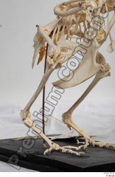  Chicken skeleton 